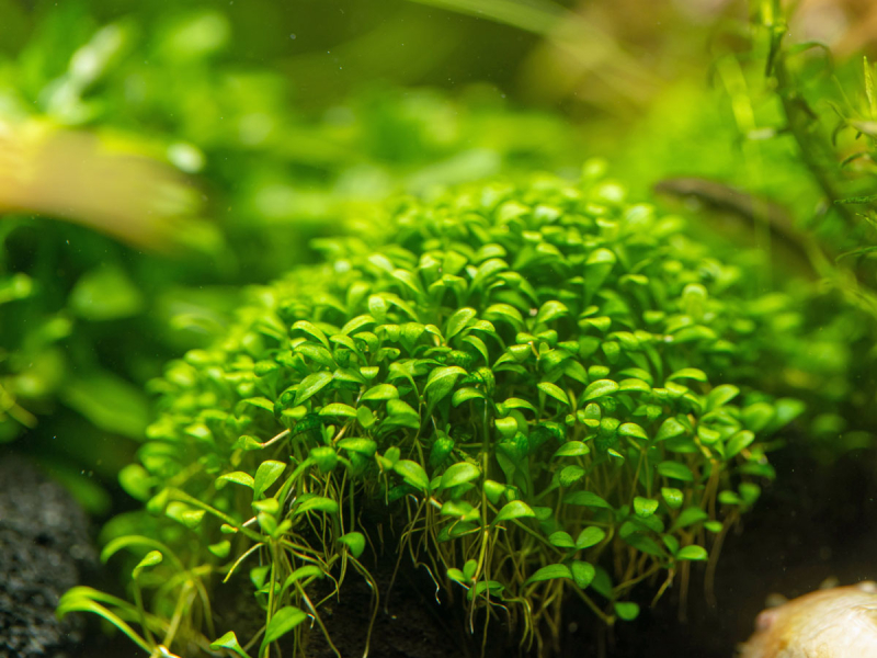 Zungenblatt - Glossostigma elatinoides